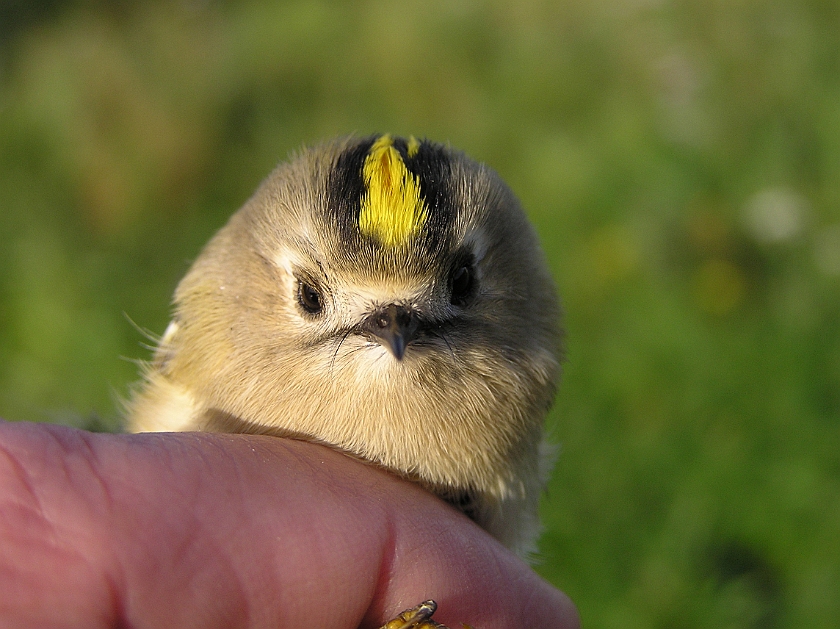 Goldcrest, Sundre 20070914